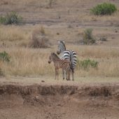  The Serengeti, TZ